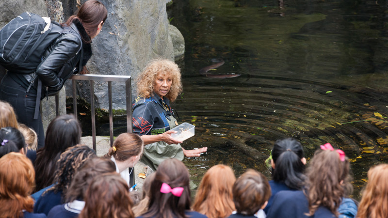 Eel feeding
