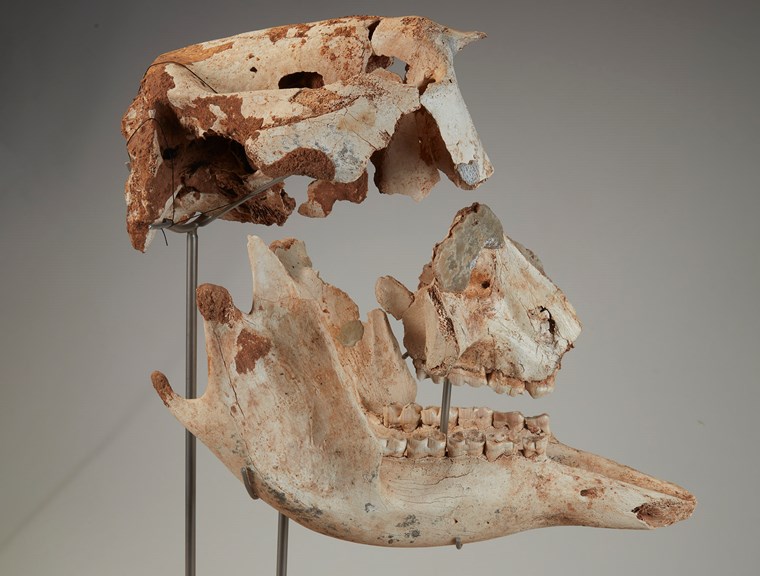 Partial pieces of a large, skull 