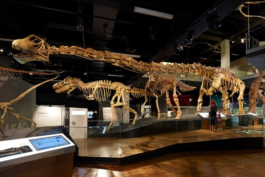 a picture of a large, long-necked skeleton on display with other dinosaur bones