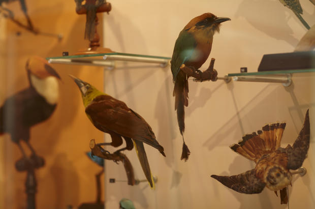 stuffed birds in showcase