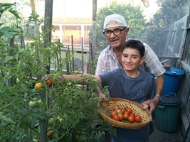 Young man and older man picking tomatoes.
