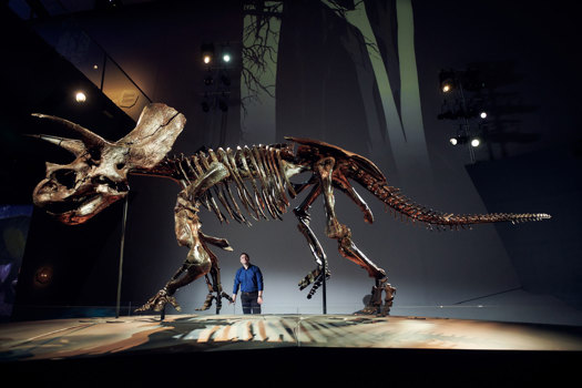 Man looking up at a triceratops skeleton