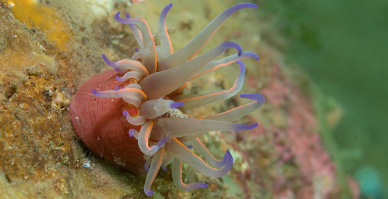 Sea anemone feast