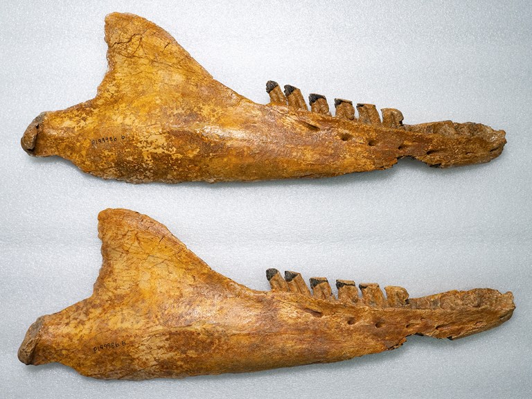 two seemingly identical lower jawbones, yellowed with age and covered in cracks