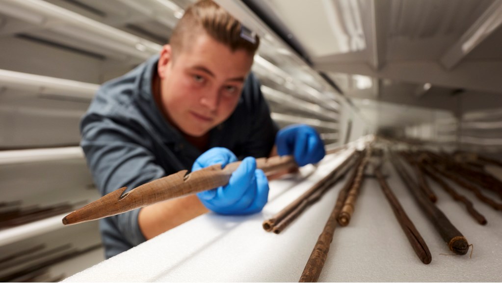 A male staff member looking along a collection shelf and holding a spear 