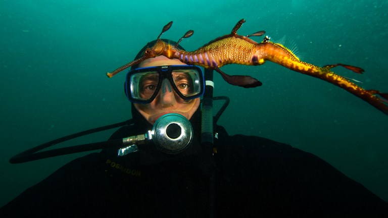 A diver looking at a common seadragon