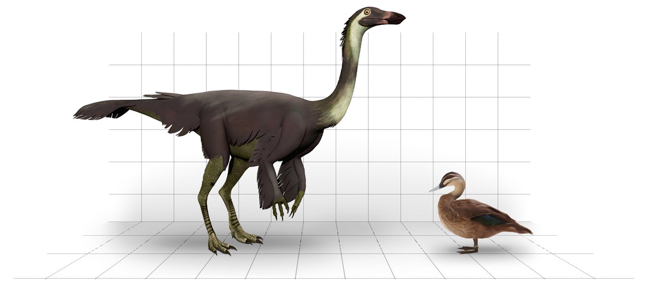 Struthiomimus and a Pacific Black Duck face each other
