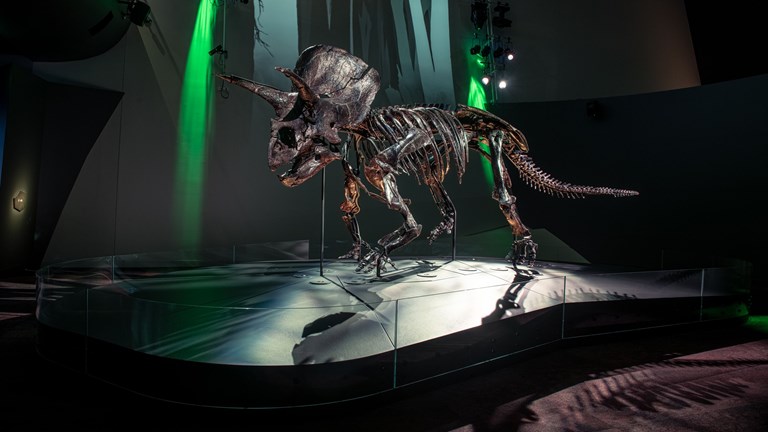 Side view of a Triceratops skeleton standing on a black platform