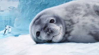Close up of a baby seal lying on ice
