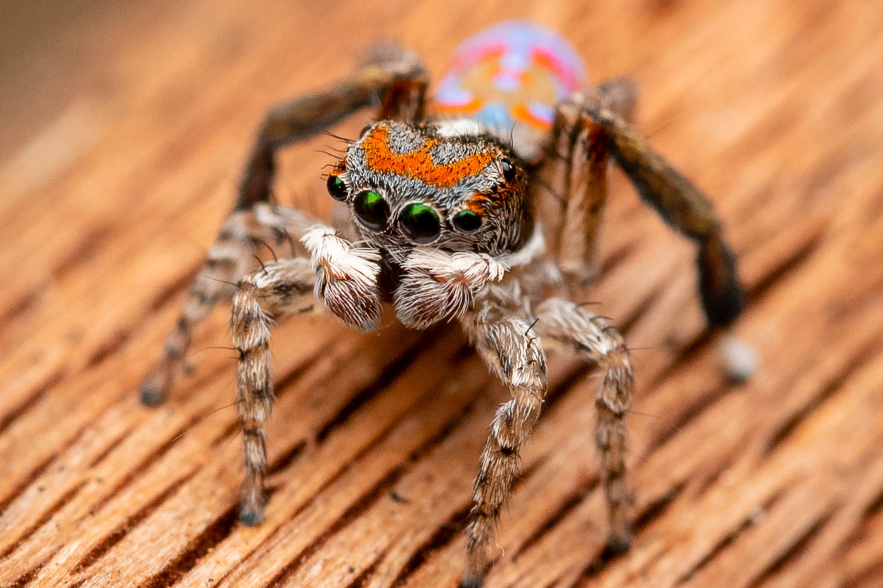 Top spider myths - Museums Victoria