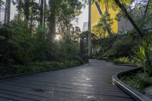 A forest boardwalk 
