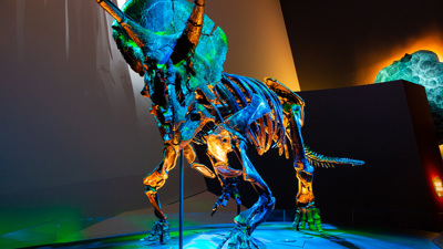 Triceratops skeleton