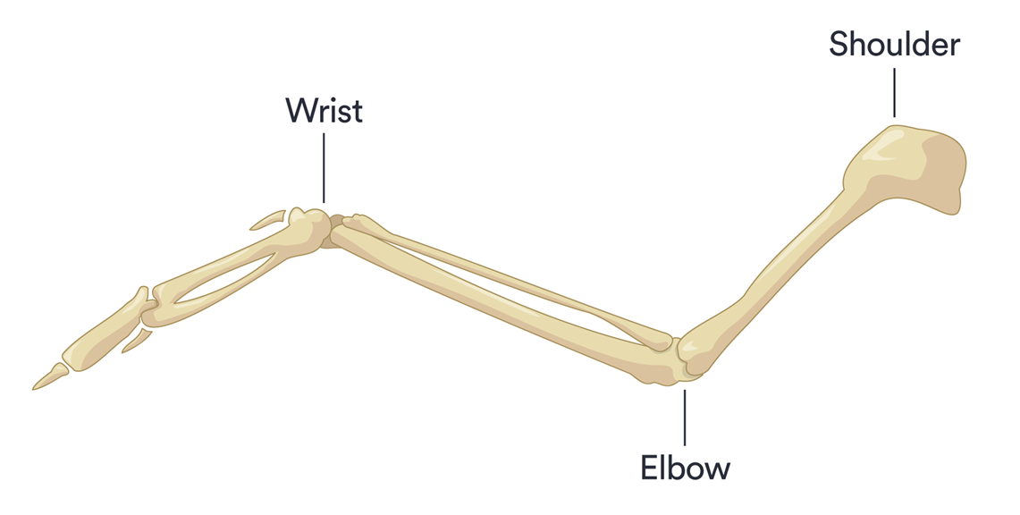 The bones of a bird’s wing. The wrist, Elbow and Shoulder are marked.