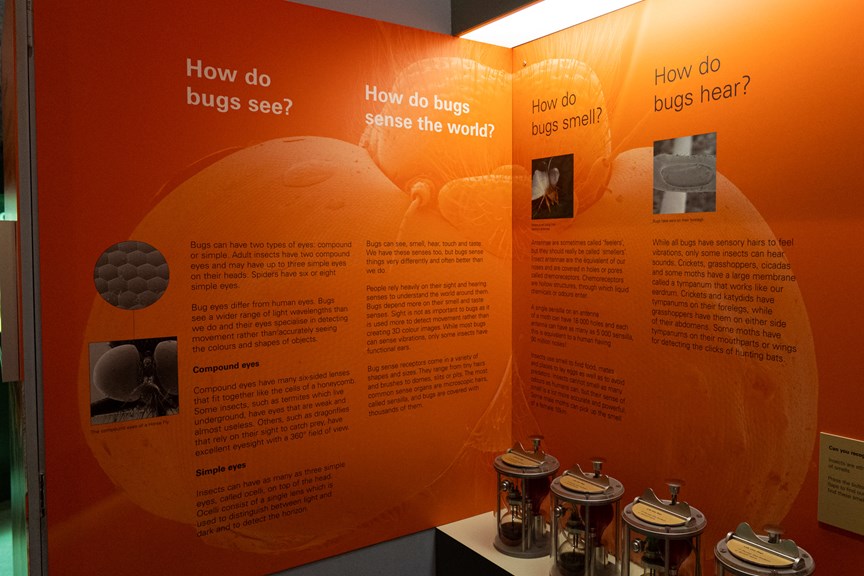 an orange wall display detailing facts about bugs