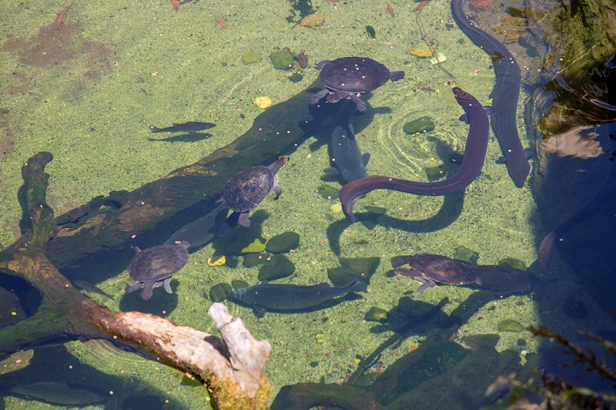 eels and turtles swimming in a pond