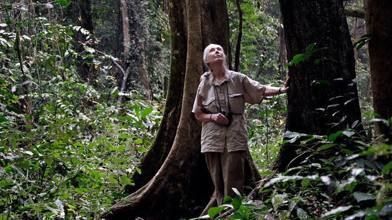 Dr Jane Goodall standing beside tall trees in a forest. 
