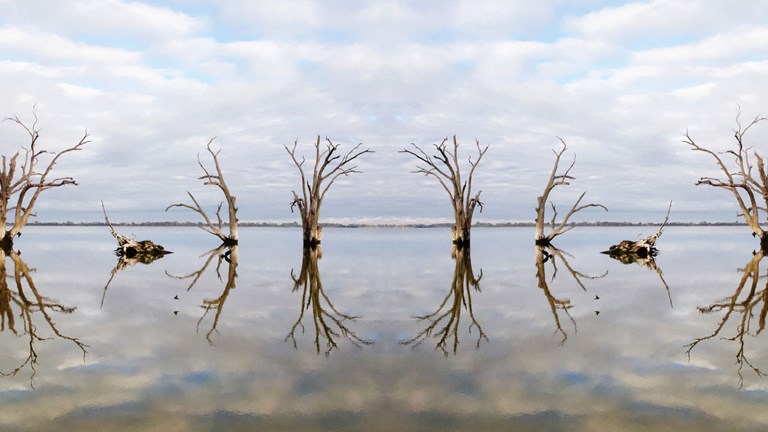 Dead Trees in a large body of water