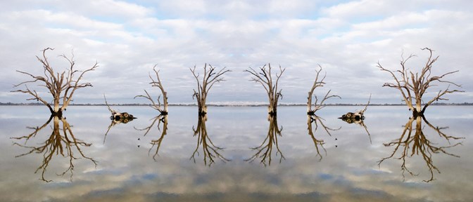 Dead Trees in a large body of water