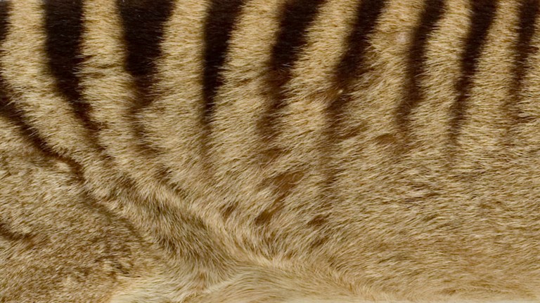 Detail of a Thylacine pelt
