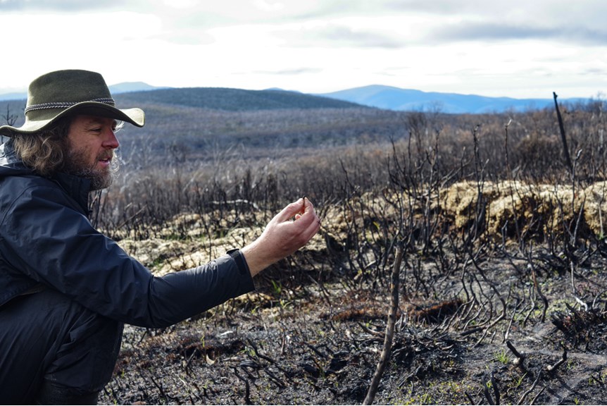Kevin Rowe with Broad-toothed Rat Scat overlooking burn Scar after 2019-2020 Bushfires: Victorian Alpine National Park  2020. 