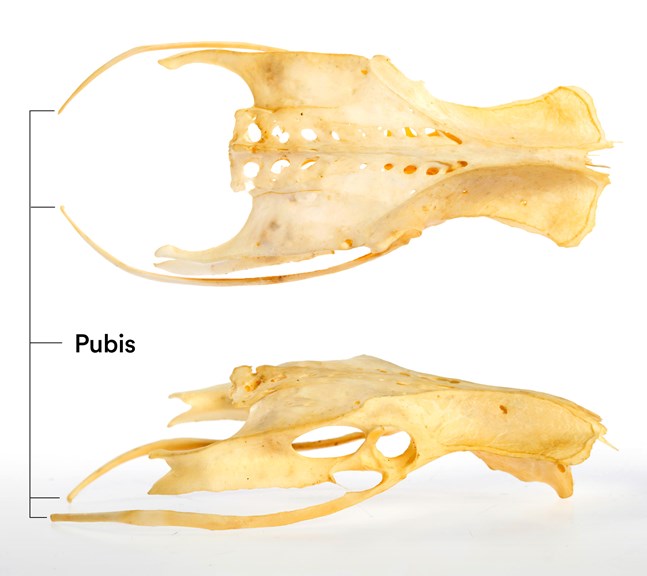 Two views of a Ibis' synsacrum with the pubis bones marked