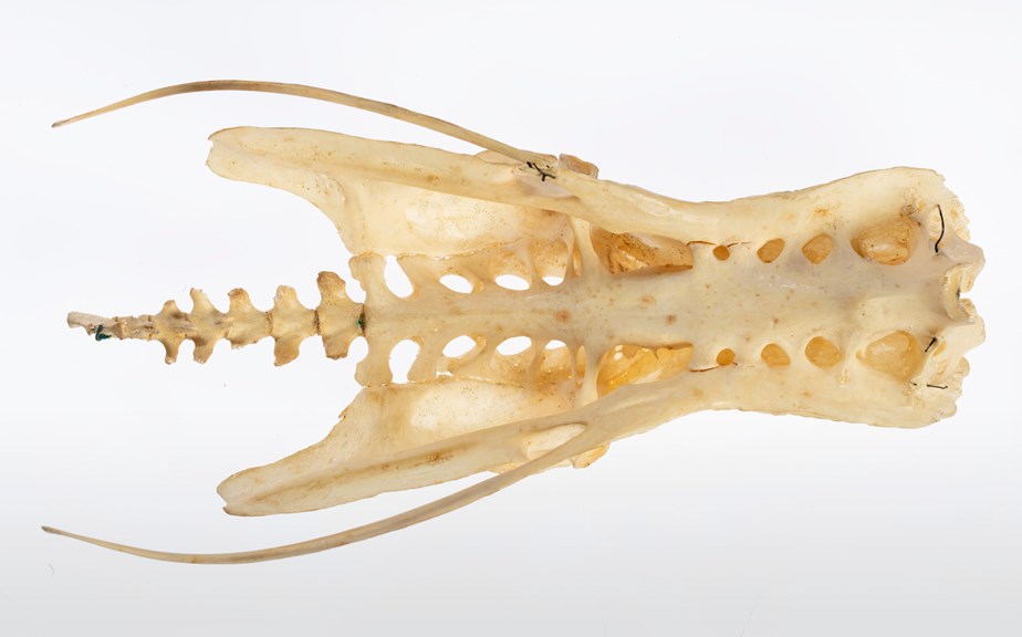 The tail bones of a Flamingo. 