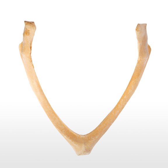 The wishbone of a Greater Adjutant