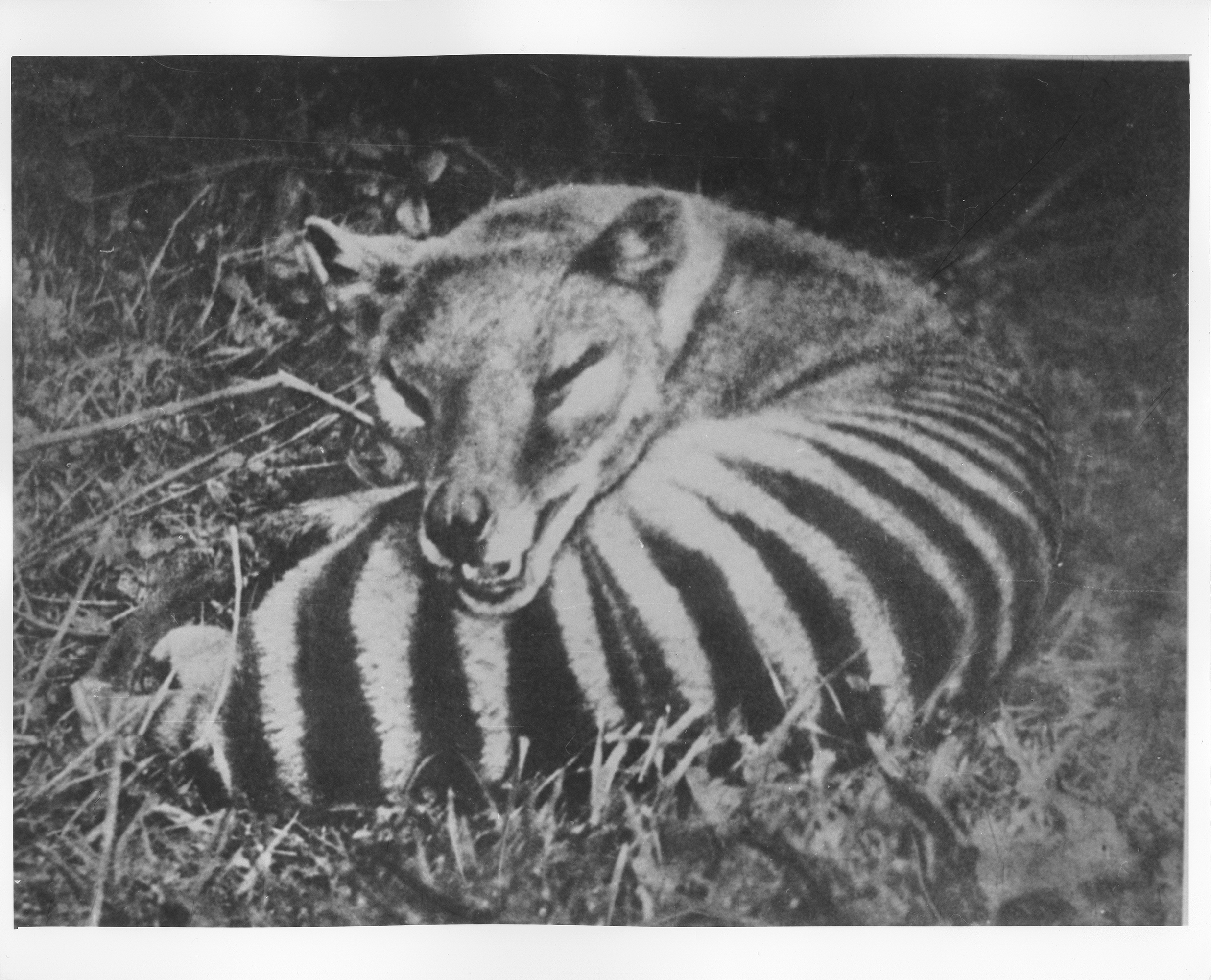 Could extinct Tasmanian tigers be brought back from the dead?