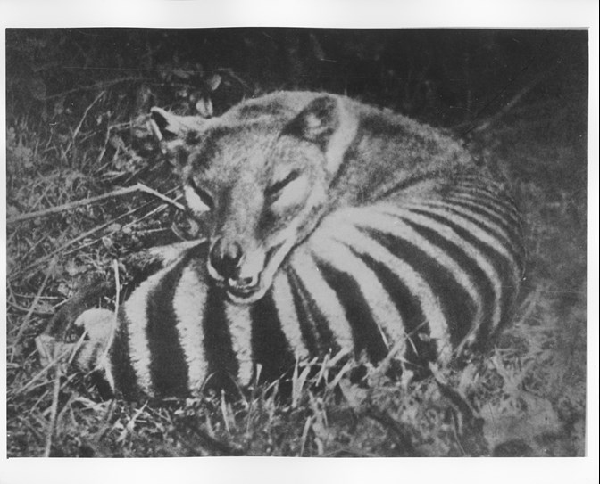 A thylacine on some grass, with its stripy back to the camera but its lupine head and upper torso curled around to face it, with teeth slightly bared