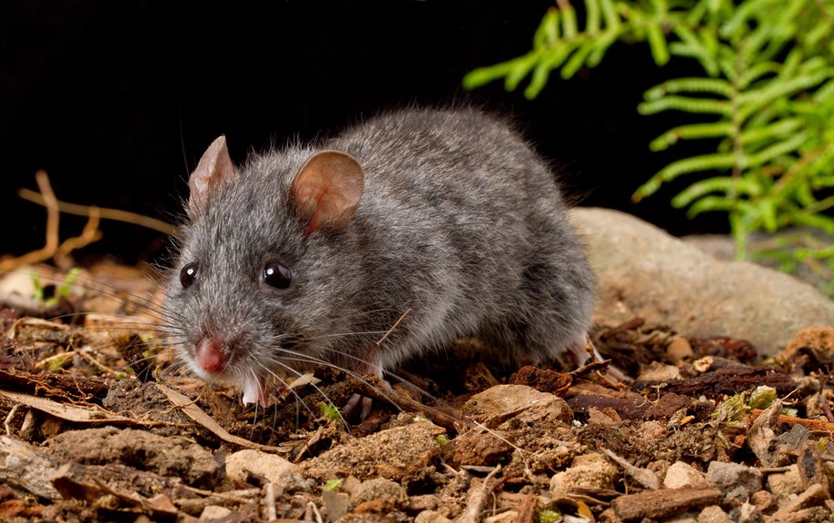 A small, gray rodent in a forest floor setting