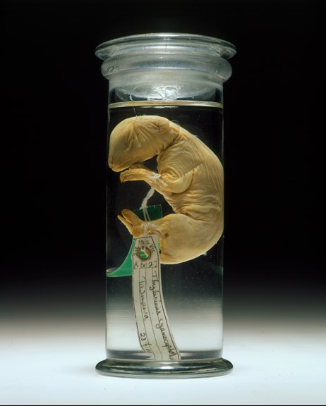 A small pickled creature in a jar with a tag attached to it reading 'Thylacinus cynocephalus'