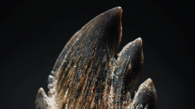 Detail of a tooth fossil