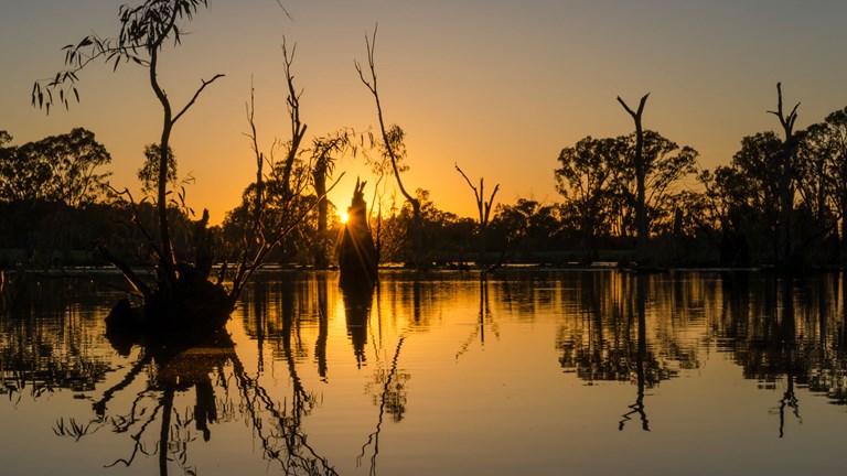 Sunrise over mangroves at Gunnawarra, Victoria.