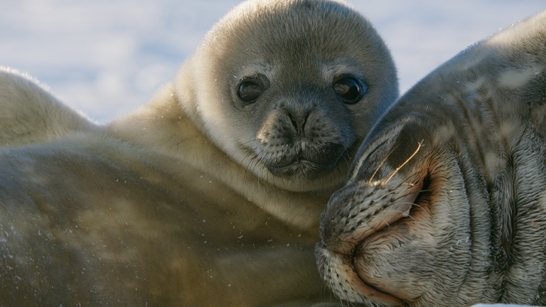 Close up view of seal pup and mother