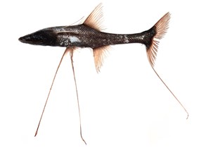 an image of a fish that appears to be standing on three legs