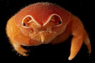 an image of a small orange crab that appears to be wearing a fuzzy hood
