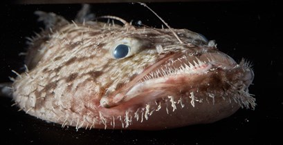 an image of a deep sea fish with large teeth