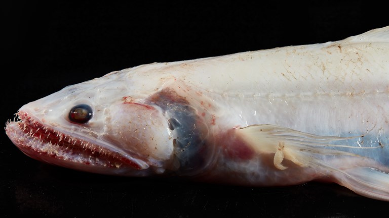 A pale, toothy dead fish, viewed from the side against a black background