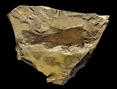 Fossil fish in stone