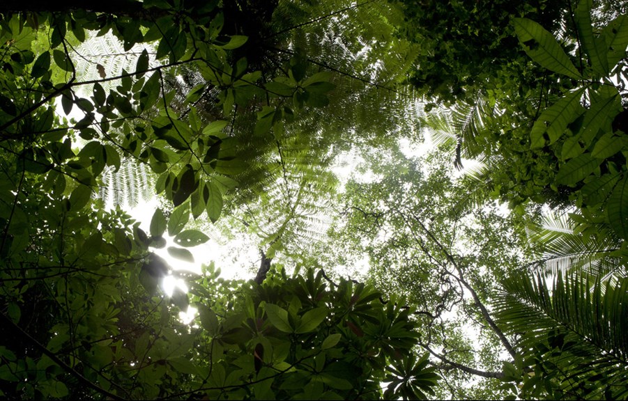Tree canopy in the Daintree forest, Queensland.