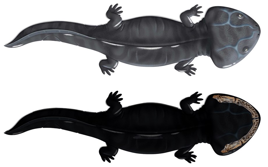 Koolasuchus silhouette with jaw fossil in place