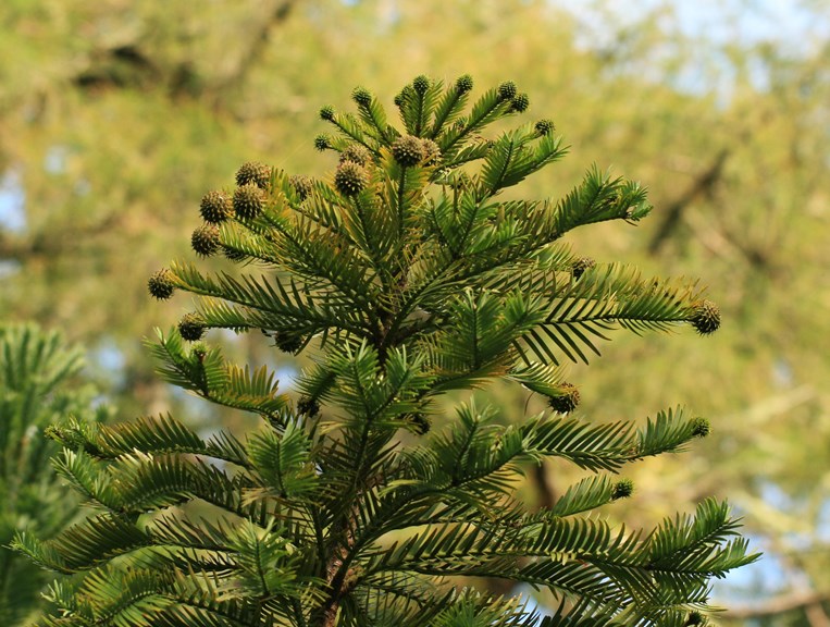Photo of the top of a Wollemi Pine tree