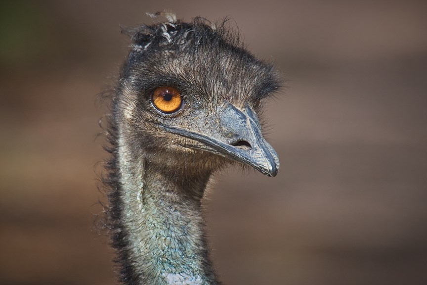 Close up of the head of an emu. 