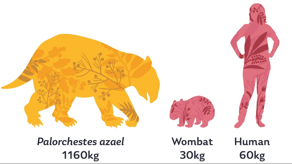 Diagram showing a Palorchestes azael weighs 1160kg, in comparison a human woman is shown weighing 60kg and a wombat 30kg.