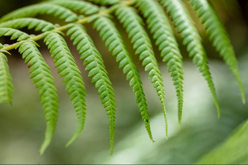 Bracken fern leaf from the Cumberland River Walking Track, Great Otways National Park.