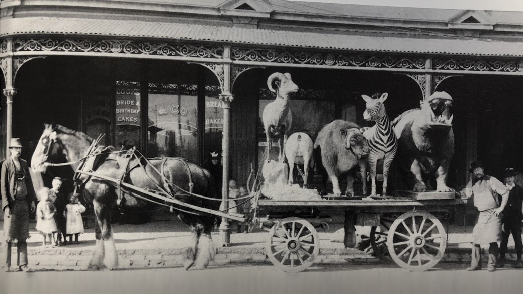 animal collection transport in 1899