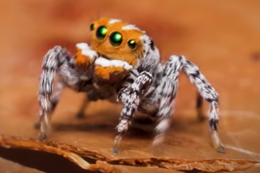 Finding Nemo the peacock spider