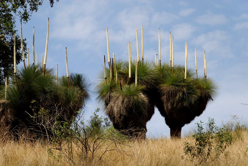 A row of grass trees