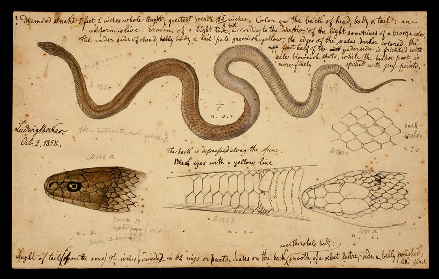 Illustration of the Common Brown Snake, Pseudonaja textilis