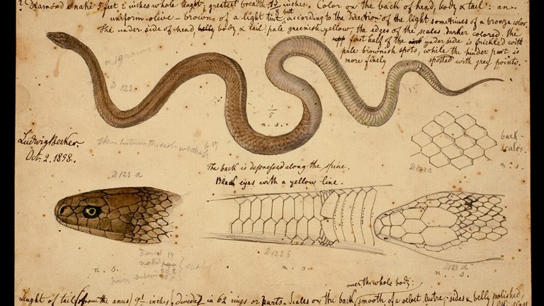 Illustration of the Common Brown Snake, Pseudonaja textilis